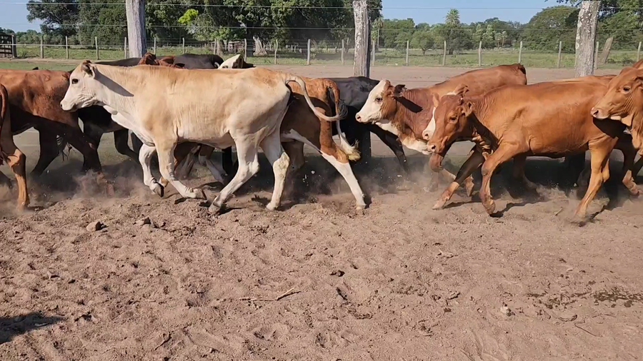 Lote 110 Terneras en La Leonesa, Chaco