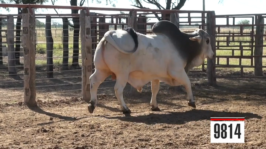 Lote Brahman