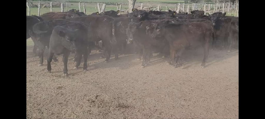 Lote 50 Terneros/as en Entre Ríos, Villaguay