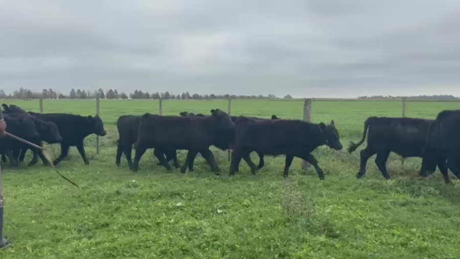 Lote 105 TERNS MACHOS, CNEL. PRINGLES, PCIA. DE BS. AS.