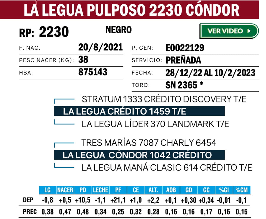 Lote VAQUILLONAS ANGUS  PP