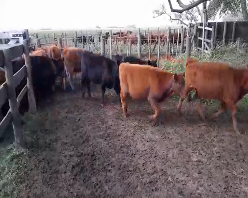 Lote 47 Terneras en Huanguelen, Buenos Aires