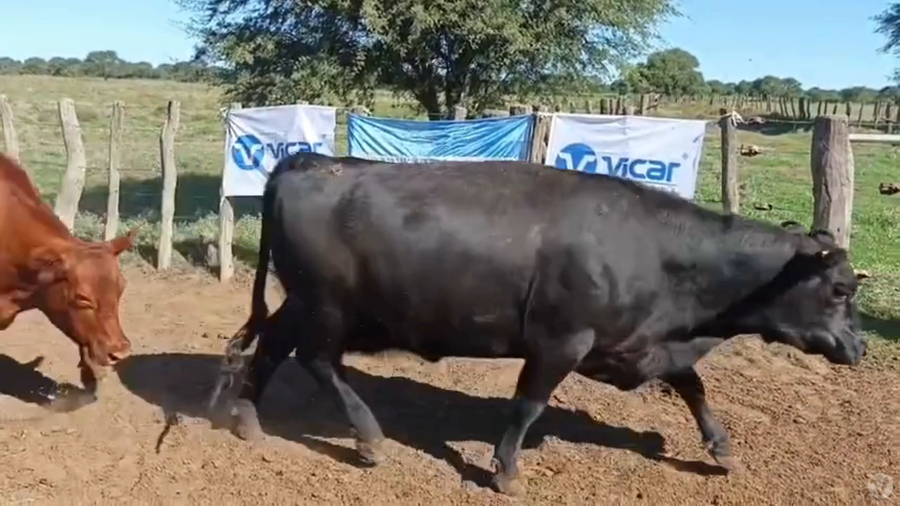 Lote 30 vacas nuevas preñadas