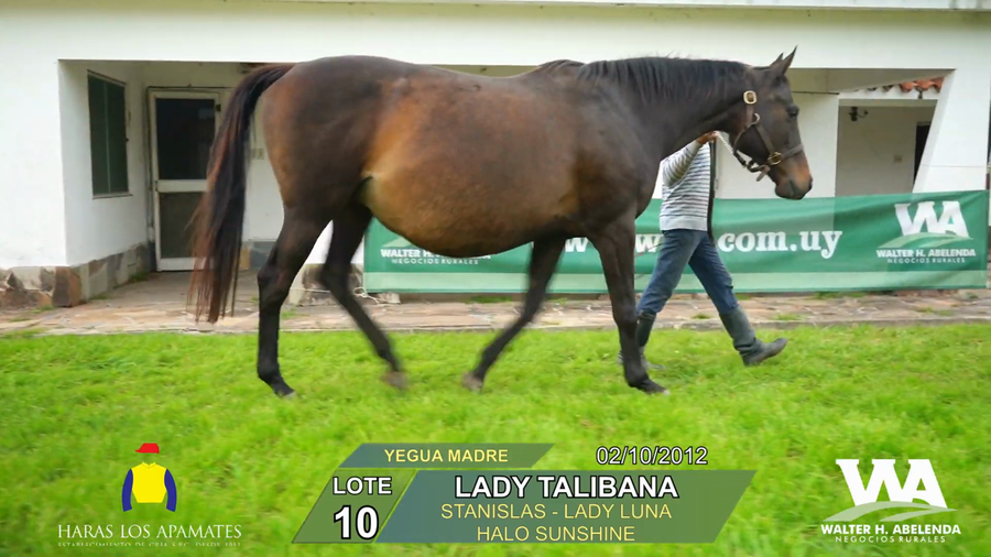 Lote LADY TALIBANA