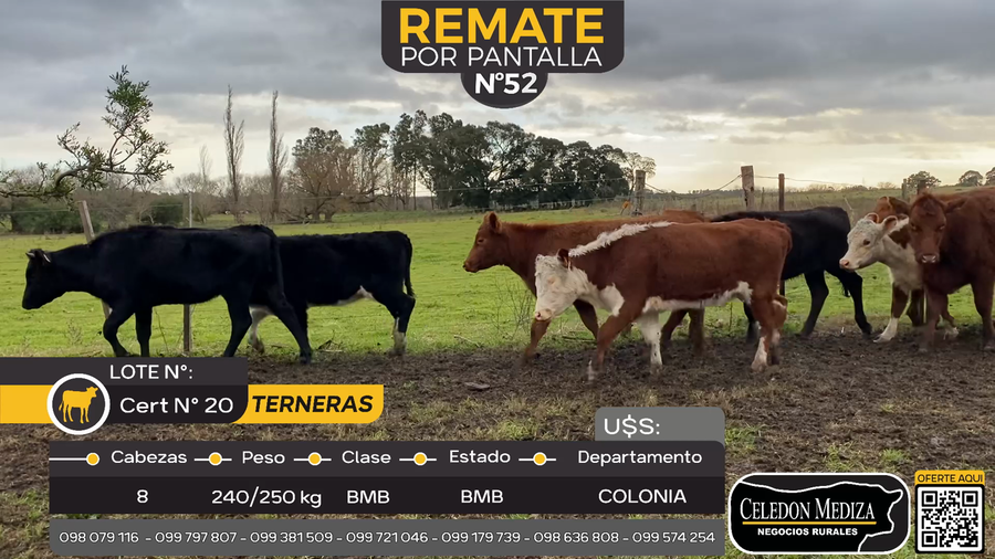 Lote 8 Terneras en La Horqueta, Colonia