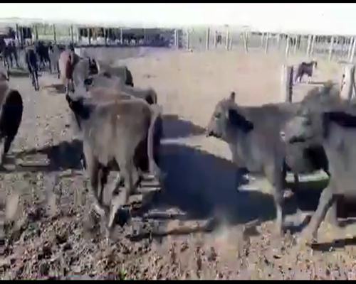 Lote 100 Terneros en Tres Arroyos, Buenos Aires