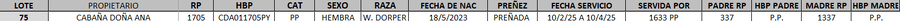 Lote LOTE 75- DESTACADO