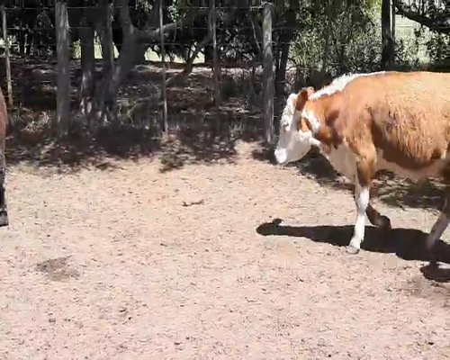 Lote 65 Terneros en Dolores, Buenos Aires