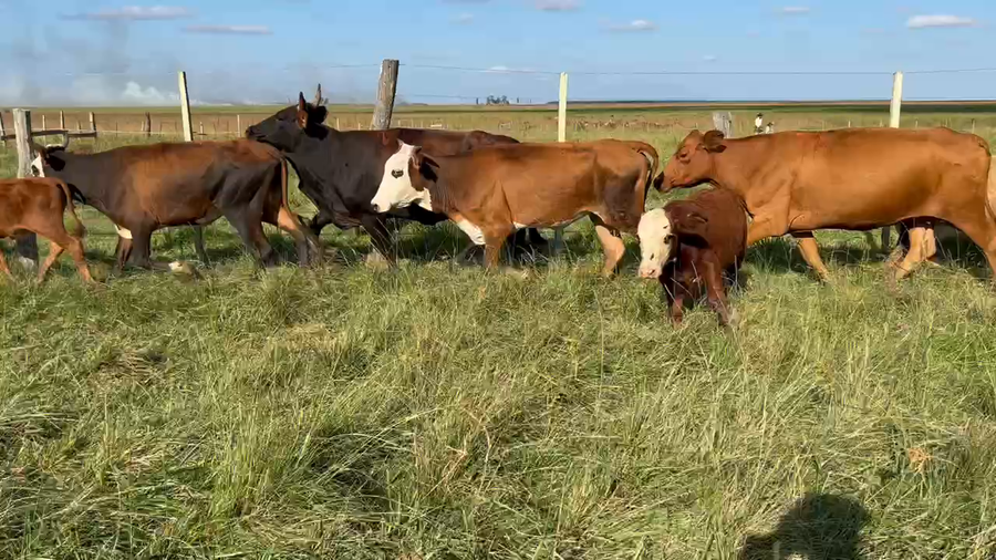 Lote 26 Vacas medio uso C/ cria en Santo Tomé, Corrientes