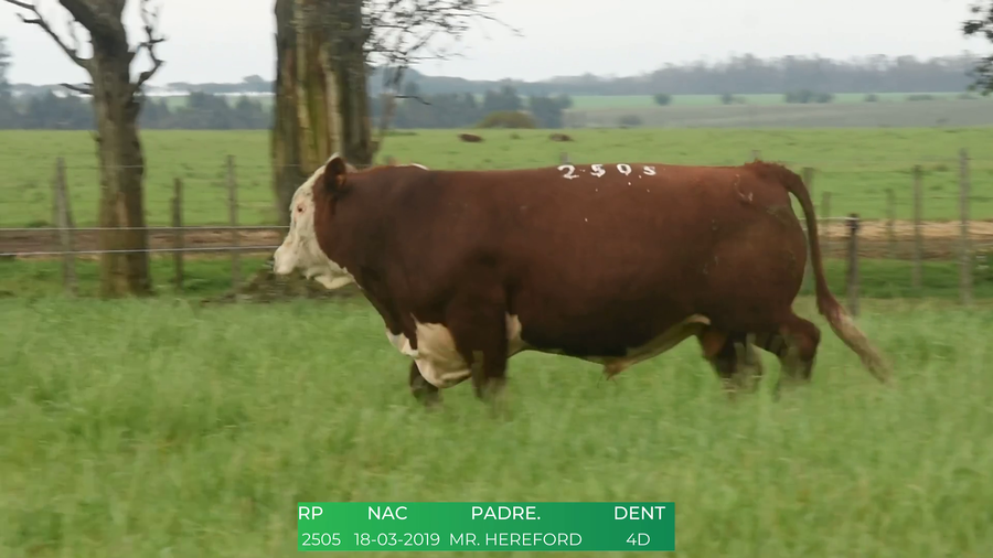 Lote Toros POLLED HEREFORD a remate en 4º  Remate  Anual Cabaña El Treból en Liga de Trabajo de Guichón