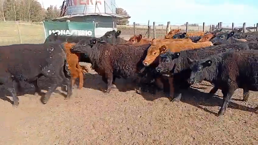 Lote 60 Terneros/as en Daireaux