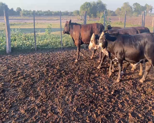 Lote 80 Novillitos en Pirané, Formosa
