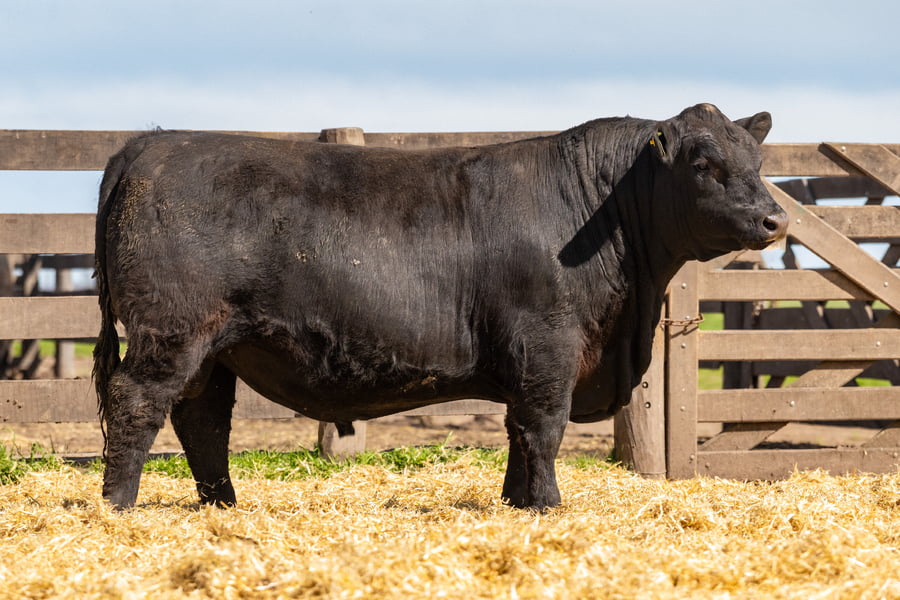 Lote Toro PC