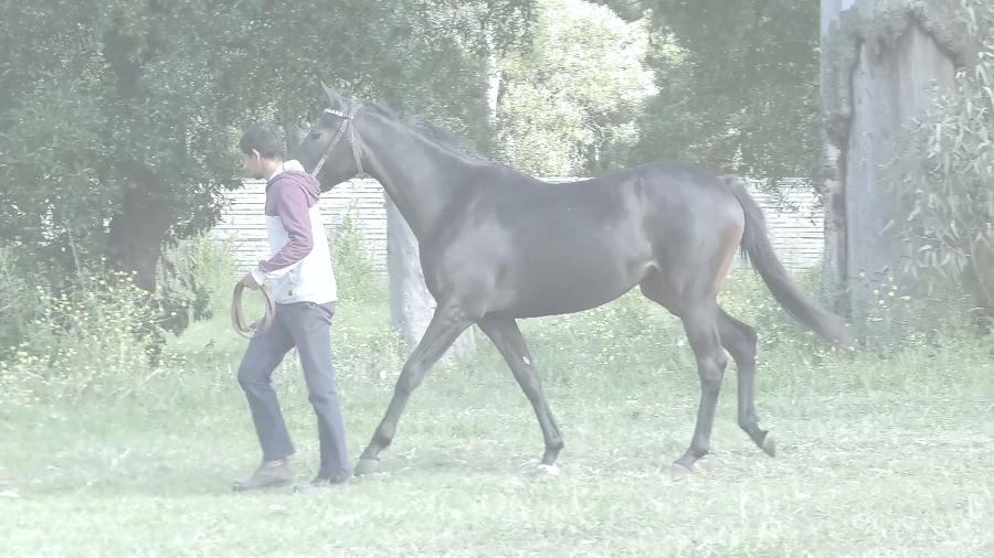 Lote SANDINA GIRL (SANDINO RULER - HADA GIRL)