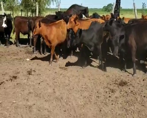 Lote 50 Terneros/as en Villaguay, Entre Ríos