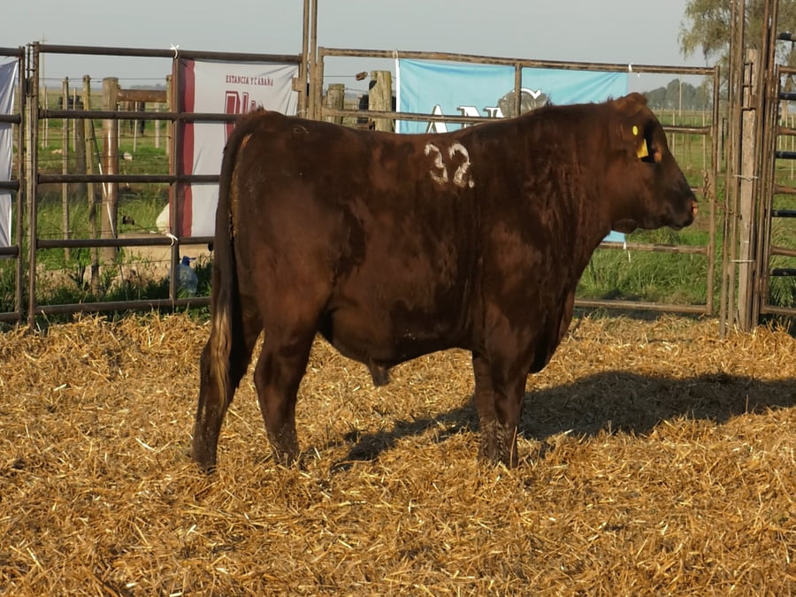 Lote TOROS ANGUS COLORADOS PC