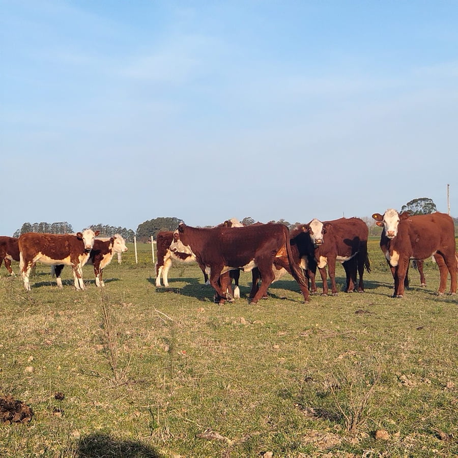 Lote Estancia Santa Catalina