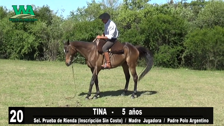 Lote TINA