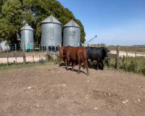 Lote 3 Toros Brangus P.P.C. , en Loberia, PBA