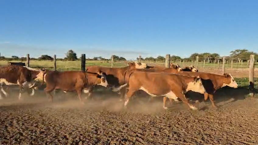 Lote 35 Vacas nuevas Preñadas