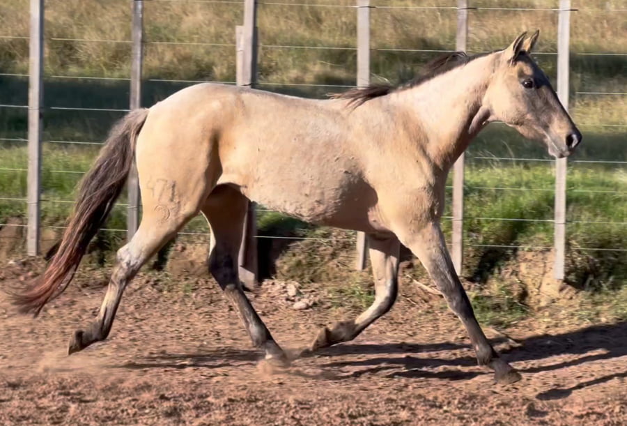 Lote DICHOSA DEL CEIBAL