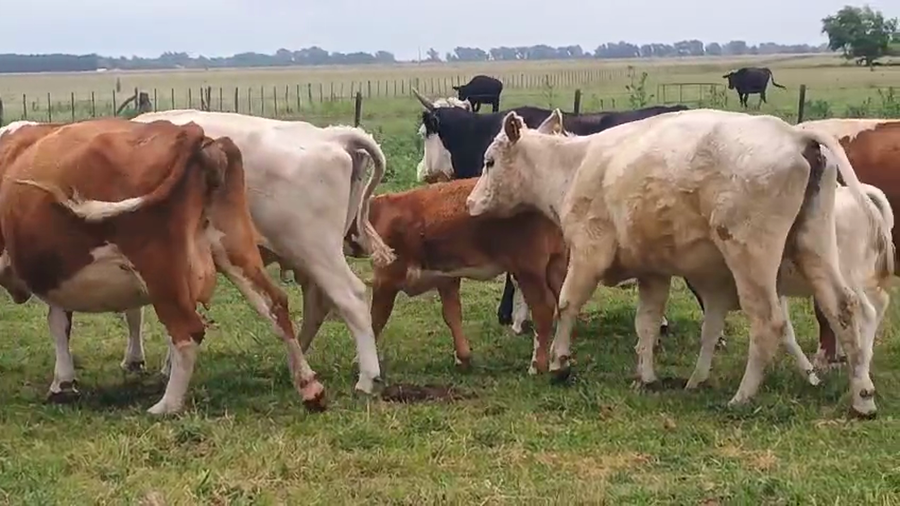Lote 13 Vacas con Cría