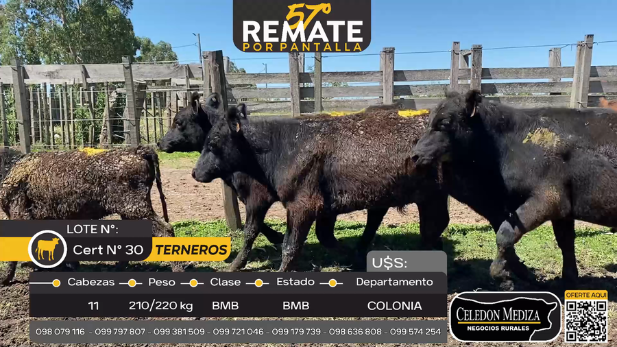 Lote 11 Terneros en Tarariras, Colonia