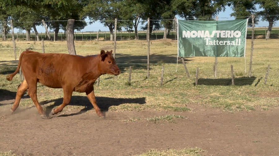 Lote 40 Terneros/as EN LOS TOLDOS