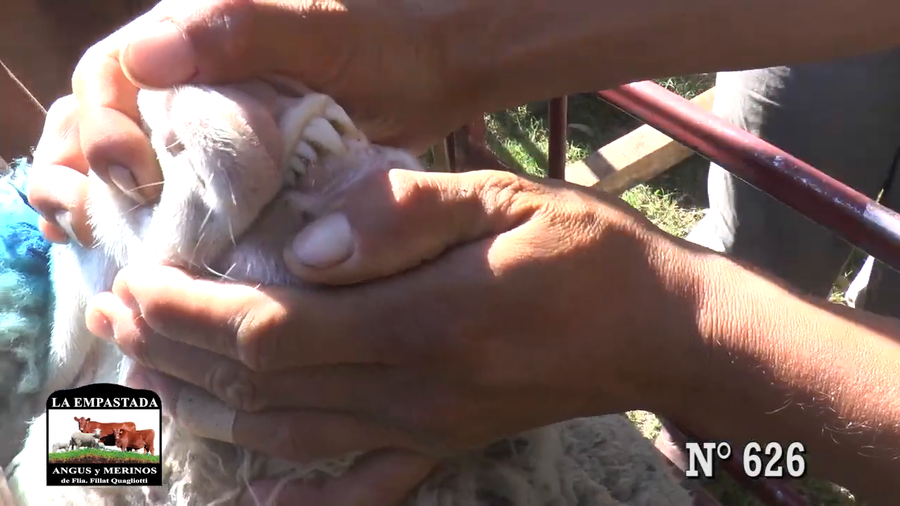 Lote CARNEROS MERINO AUSTRALIANO