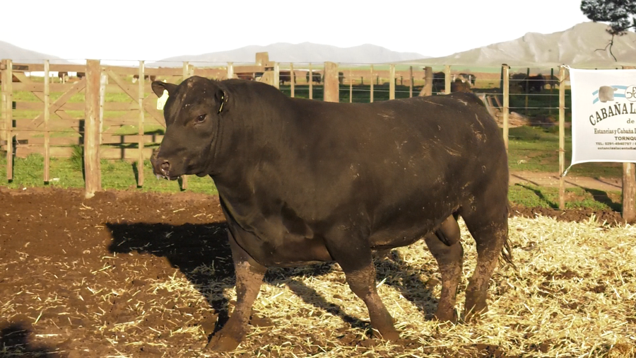 Lote TOROS PUROS CONTROLADOS