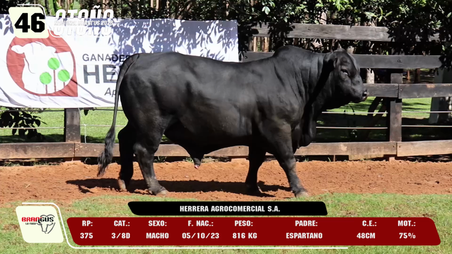 Lote LOTE 46 -DE CAMPO