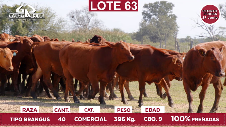 Lote Reproductores de Alborada - Lote 63