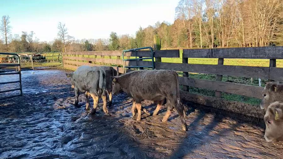 Lote 30 Ternero en Puyehue, X Región Los Lagos