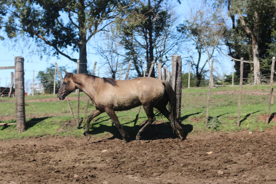 Lote SANTA GLORIA GALLARETA