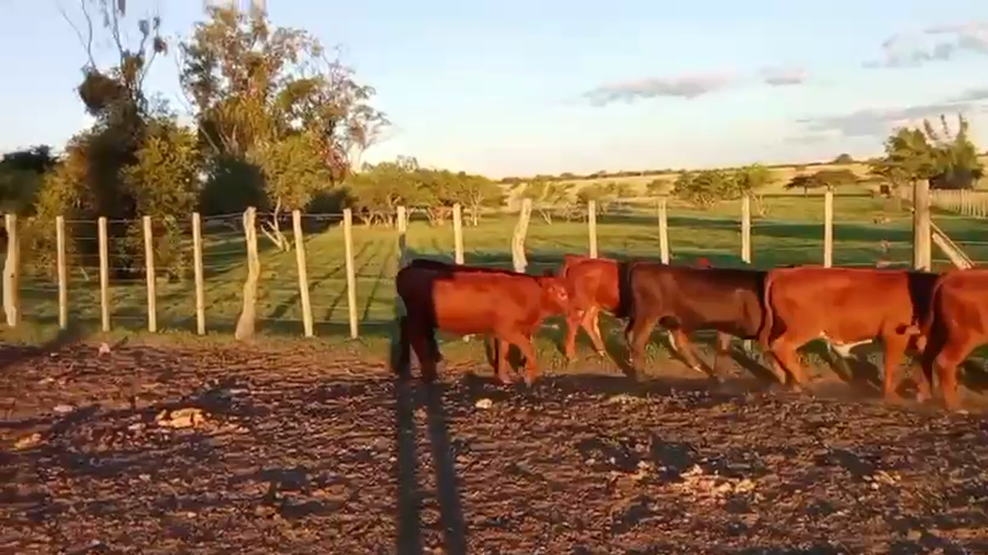 Lote 12 Terneros/as en Corrientes, Monte Caseros