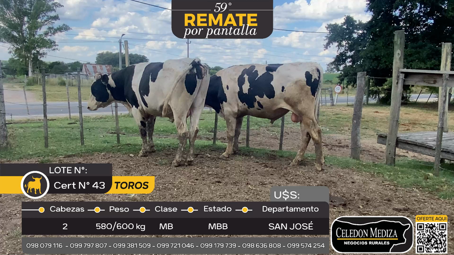 Lote 3 Toros en San José , San José