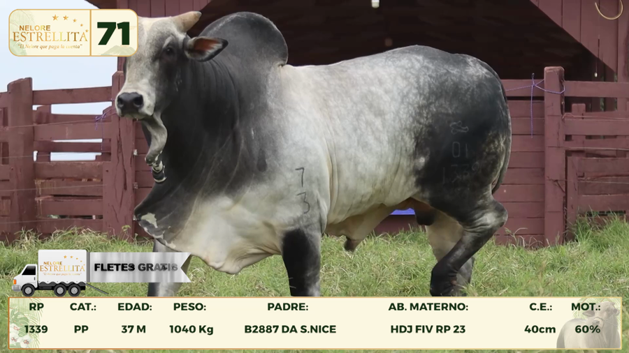 Lote LOTE 71