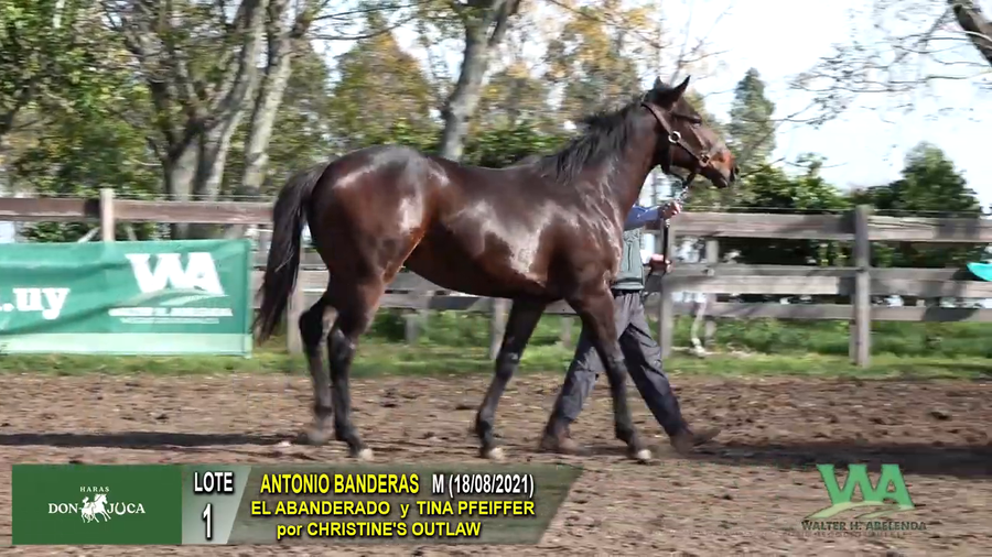 Lote ANTONIO BANDERAS