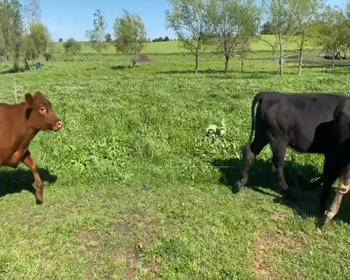 Lote 20 Terneras en Río Negro