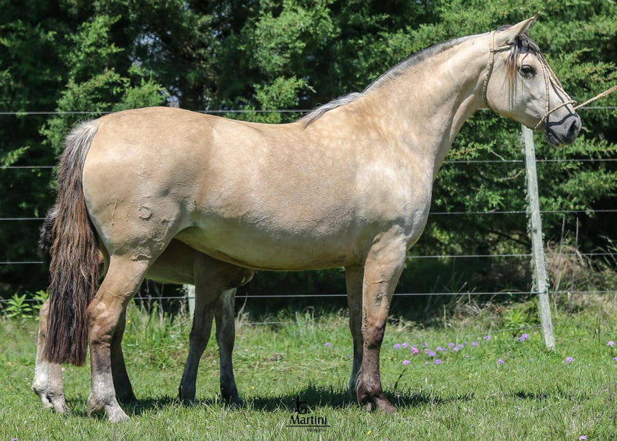 Lote Matraca Caraguatá