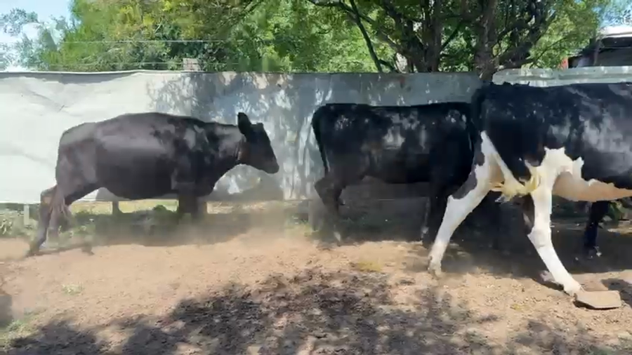 Lote VAQUILLONAS 1 a 2 AÑOS