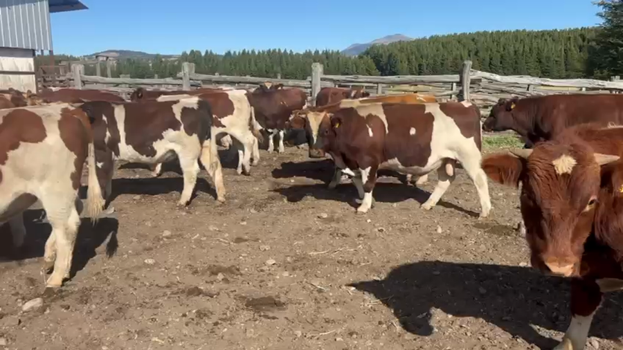 Lote 40 Ternero en Coyhaique, XI Región Aysén