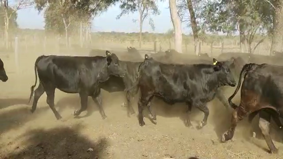 Lote 34 Vacas nuevas Preñadas en Monte Quemado, Santiago del Estero