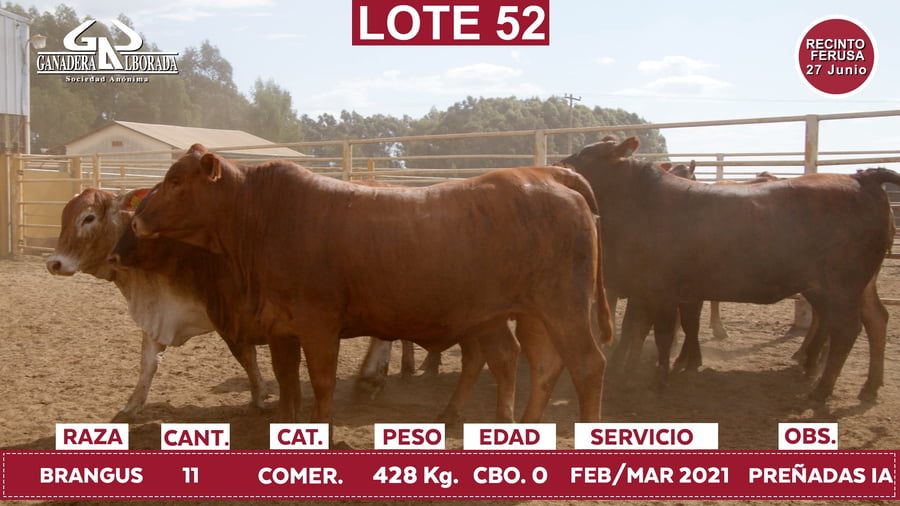Lote Reproductores de Alborada - Lote 52