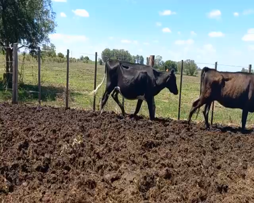 Lote Vaquillonas