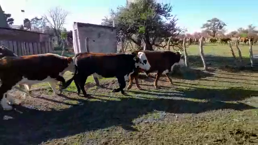 Lote 55 Novillos en Mercedes, Corrientes