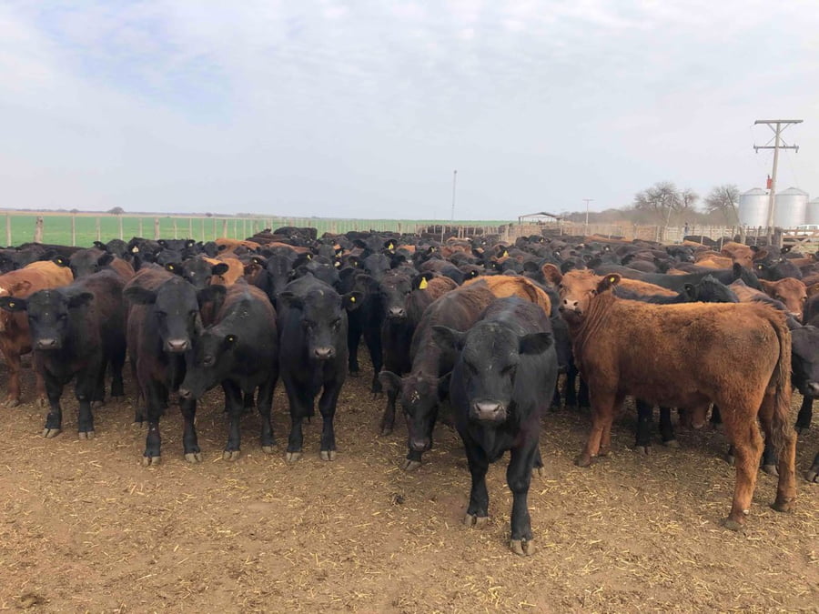 Lote 65 Terneros en Santa Rosa, La Pampa