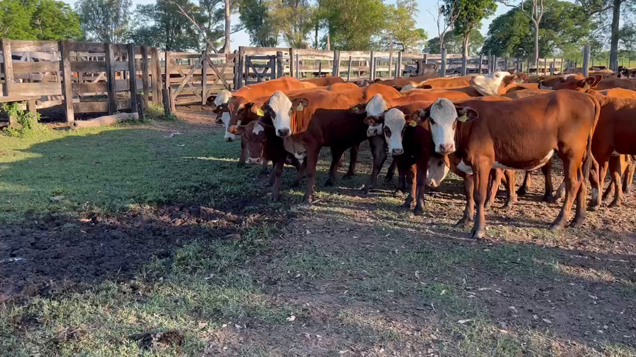 Lote 55 Vaquillonas en Gran Guardia, Formosa