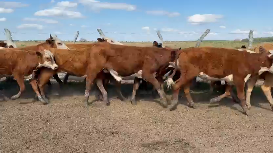 Lote 100 Terneros/as