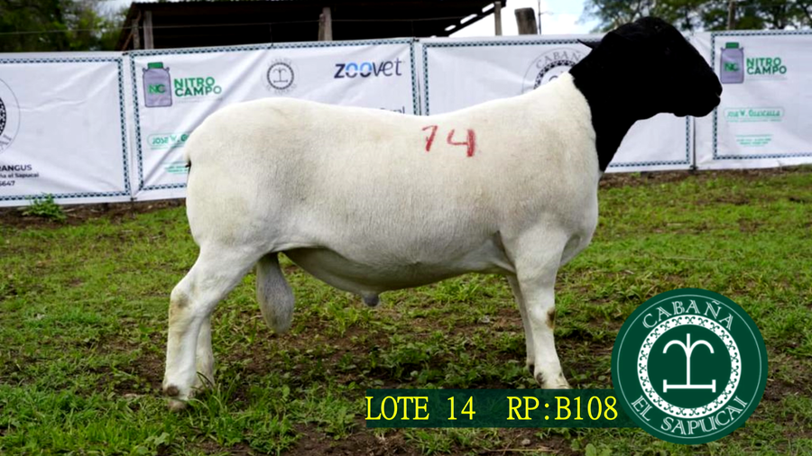 Lote RP B108